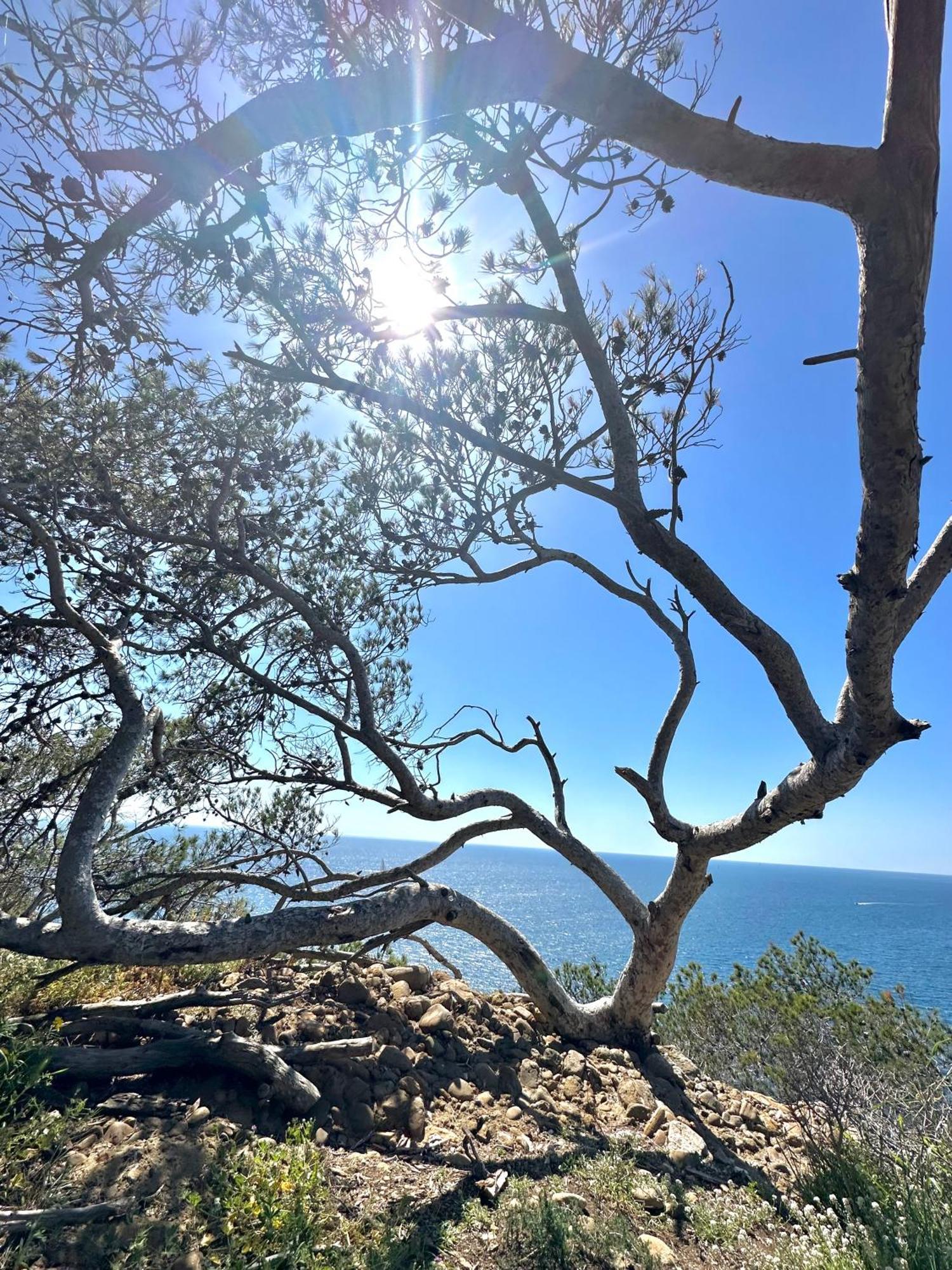 L'Alceste La Ciotat Luaran gambar